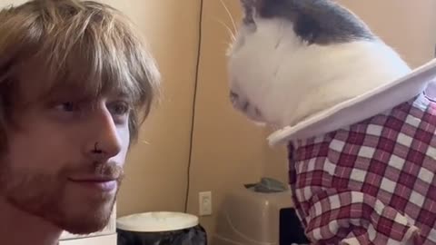 Cat Slaps Man in the Face