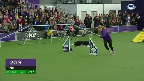 Pink the border collie wins back-to-back titles at the 2019 WKC Masters Agility