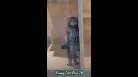 Funny Animal Videos 🤣 Funniest Cats and Dogs Videos 2024 😁