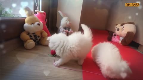 3 cute and cute kittens playing