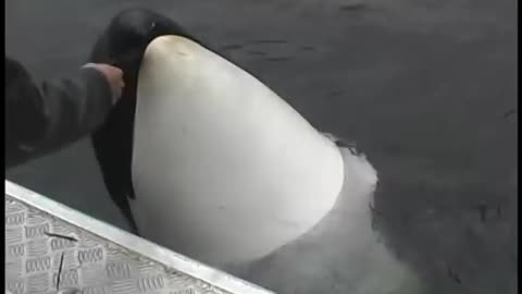 Luna, a wild orca, plays with his human friend