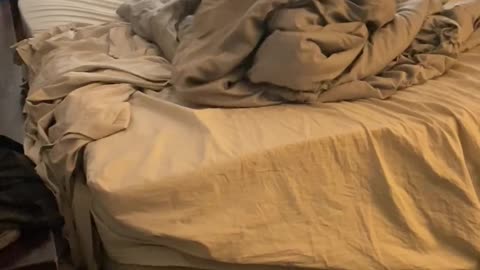 Pitbull Befuddled By Blankets