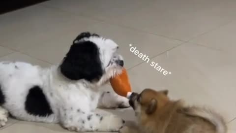 OMG Cuties 😍 Dogs Playing