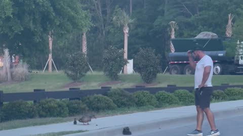 Man Helps Duckling Get Over Curb