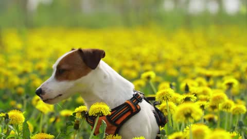 Dog enjoying in flower's Field ,,