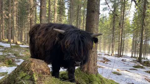 Scottish Highland Cattle In Finland Forest full of fluffy