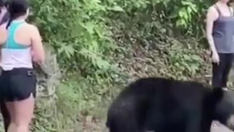 Bear encounter in Mexico