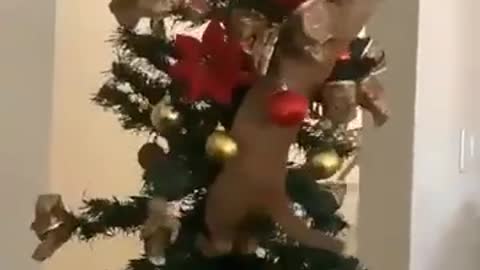 cat smashing christmas tree