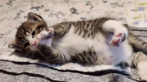 the newest and best videos of cute kittens, adorable puppies