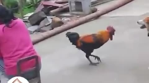 Smart funny animals fight