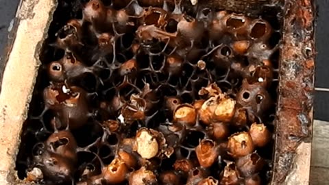 Stingless bee. Full honey pot | Linot | Sumatra