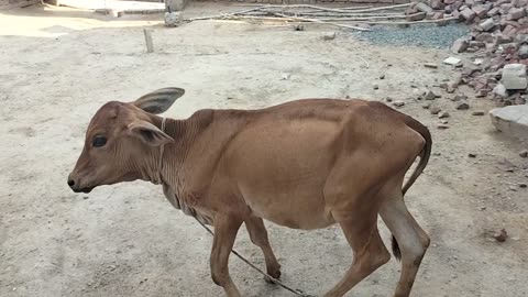 Baby Cow Playing | Joyful Baby Cow's Playtime Delight | Playful Baby Cow Frolicking in the Field |