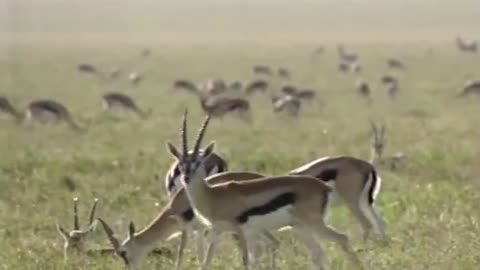 WORLD’S FASTEST ANIMALS FAIL! Grant’s Gazzele Take Down Cheetah With Horns, Lion Hunt Imapala Fail-5