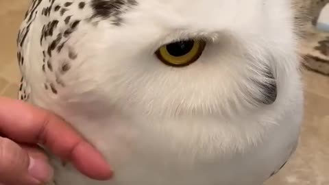 Cute bird owl