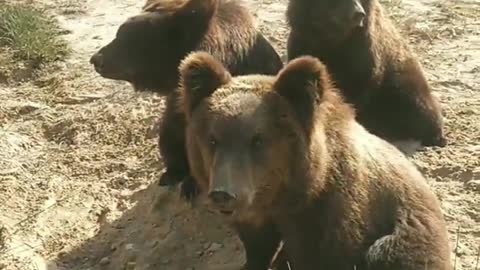 brown bears