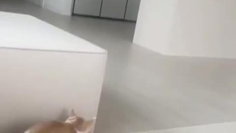 Cat tries to scare a little kid
