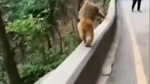 Monkey 🐒 video funny 😂