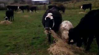 Sheepy and the cows