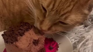 A Cute Cat Eating Chocolate Cake 🎂