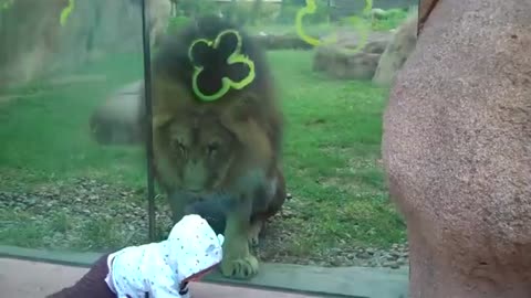 Lion trying to attack baby at zoo