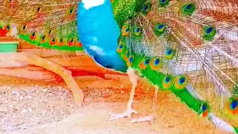 Peacock dance display - Peacocks opening feathers