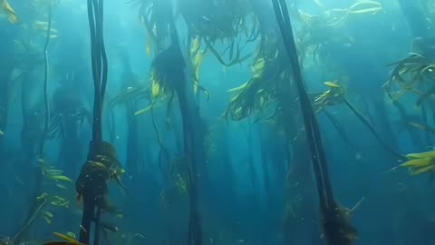Bunch of sea weed Look like a jungle underwater