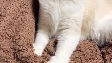 Cute cat dancing video