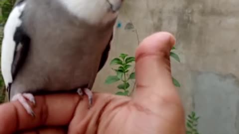 Hand tamed cocktail parrot