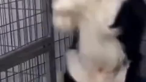 Funny pet video 🤣🤣