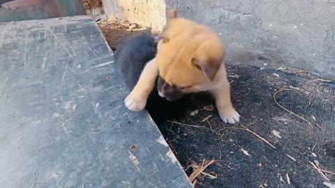 Fighting Puppies，The ferocious puppies won the victory