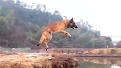 Dogs funny Video