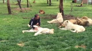 Tiger saves man from a leopard attack