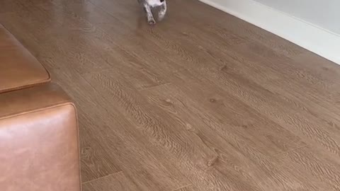 Adorable Blue Merle Frenchie Puppy Sits on Command