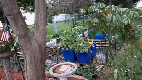 Container Garden part 2. Progress