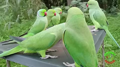 Parrot green beautifull