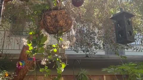 Hanging faces, bird feeders, and sunshine