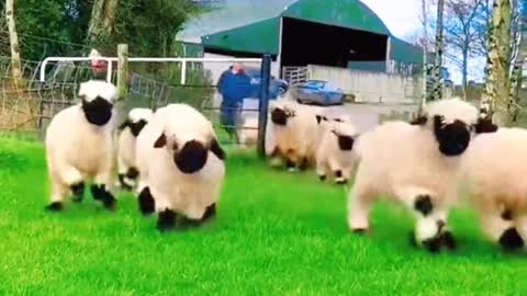 Black-faced sheep