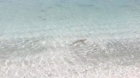 Baby Sharks close to Beach