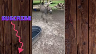 Donkey gift obedient