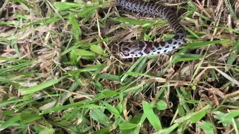 Danger Noodle Battles Cat