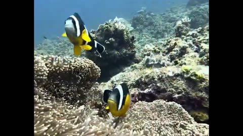 Cute little Clown Fish 🐠 🐟 🤗🤗