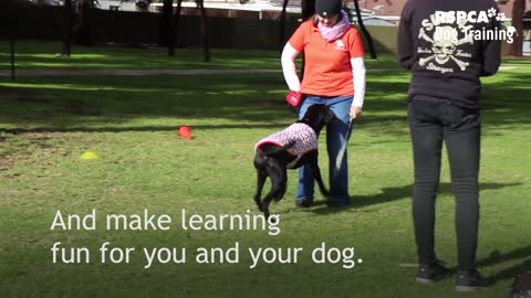 Sign up for RSPCA's free dog training course