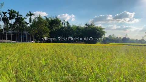 Amazing Rice Field View
