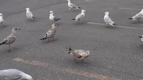 Feeding the Seagulls.....