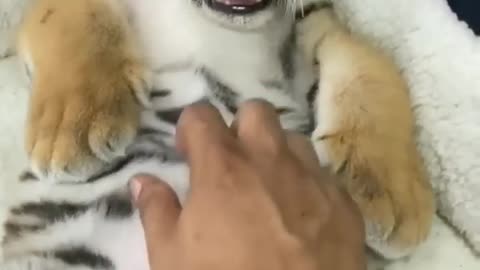 Tiger Cub in Lazy Mood