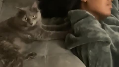 Professional Cat Massage