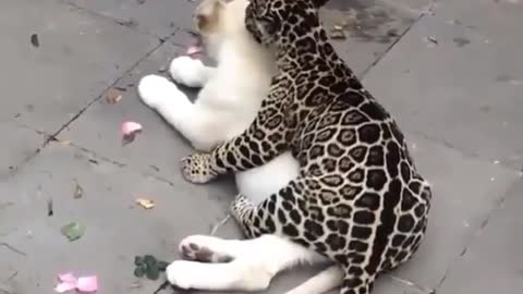Leopard cuddles up with cute white lion