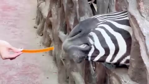🤣Laugh Out Loud With These Funny Animal Videos🧡 - Animals LOL Moments #funnyanimals #funnydogs