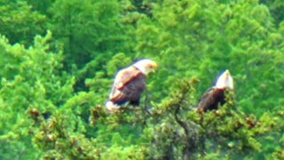 2 Eagles