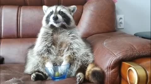 This raccoon's reaction when it runs out of grapes is just priceless